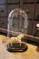 K&Co. presents: 
Decorative, 
old oval French 
glass Dome / 
Globe on a 
black wooden 
base for 
exhibition. 
H:54,5cm...