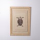 Druck mit Schildkrötenmotiv im Rahmen aus den 1980er Jahren