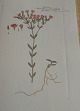 Text zug&auml;nglich auf D&auml;nische Bestellnummer: bø-Flora Danica 1790-1990